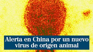 Henipavirus: el nuevo virus de origen animal detectado en China