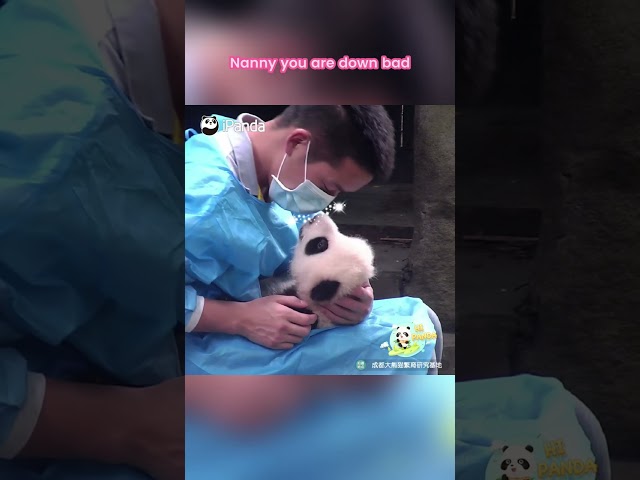 Leave The Panda Baby To Me! | iPanda #shorts