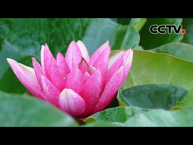 惊艳！夏日雨后荷花盛放太美了 | CCTV