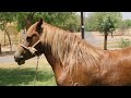 Bikaner News | Indias First Zanskari Horse Foal Birthed Through Embryo Transfer  - 02:02 min - News - Video