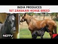 Bikaner News | Indias First Zanskari Horse Foal Birthed Through Embryo Transfer