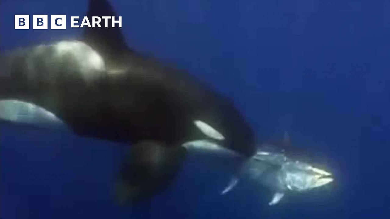 Amazing Orca Moments | BBC Earth