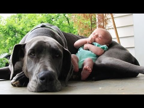 Quand les chiens protègent des bébés