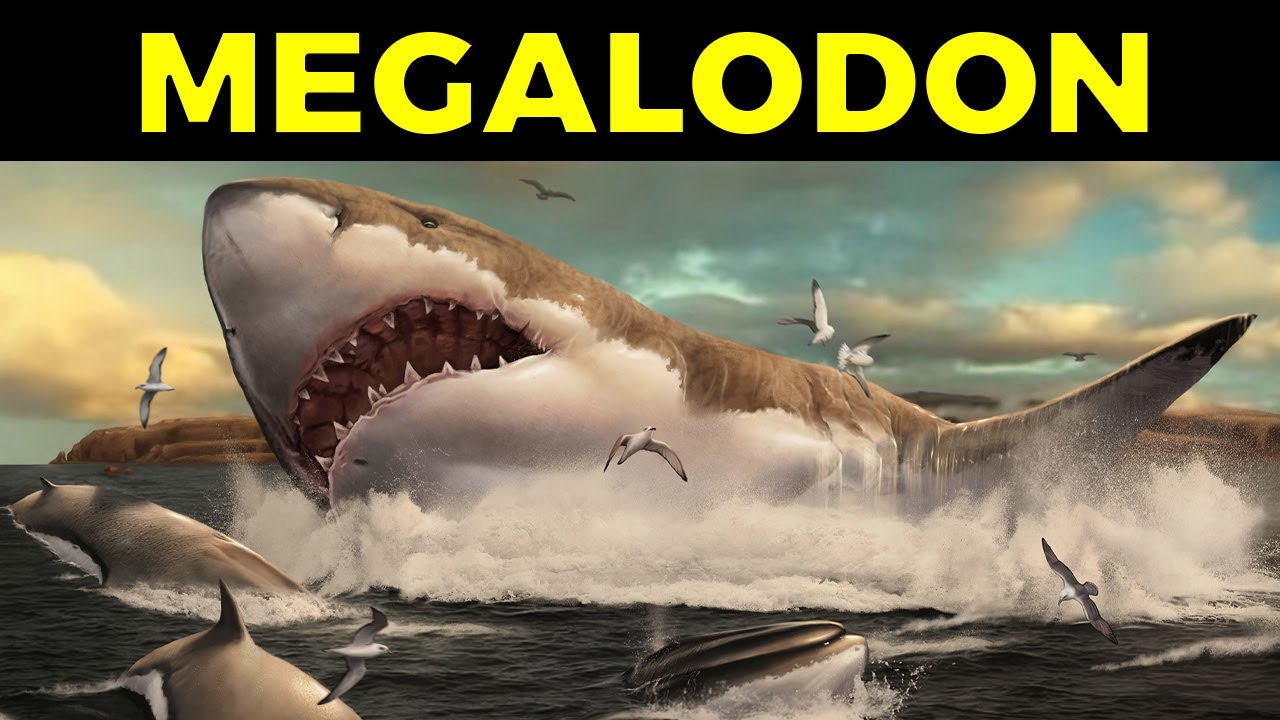 43 cosas escalofriantes del Megalodón, el tiburón gigante prehistórico