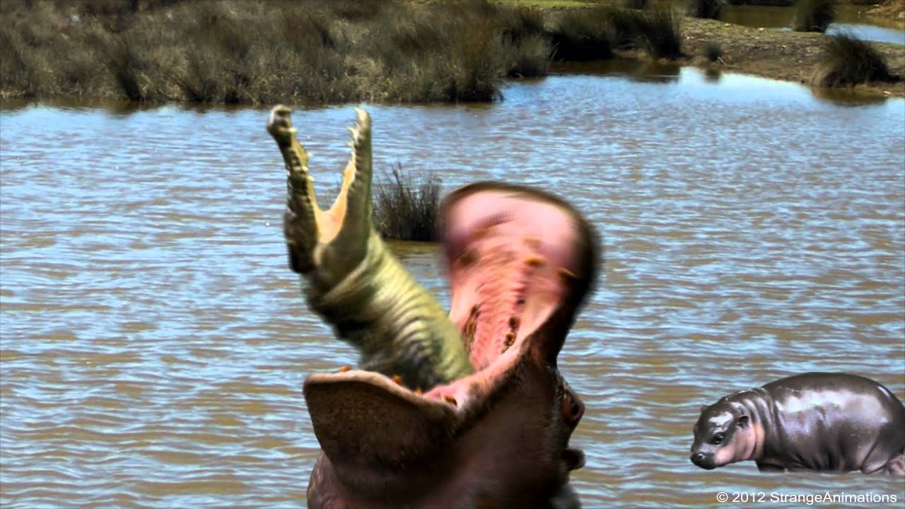 Hippo Swallow 36