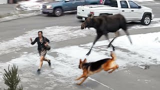 60 Животных-Героев, Которые Спасли Жизни Людей