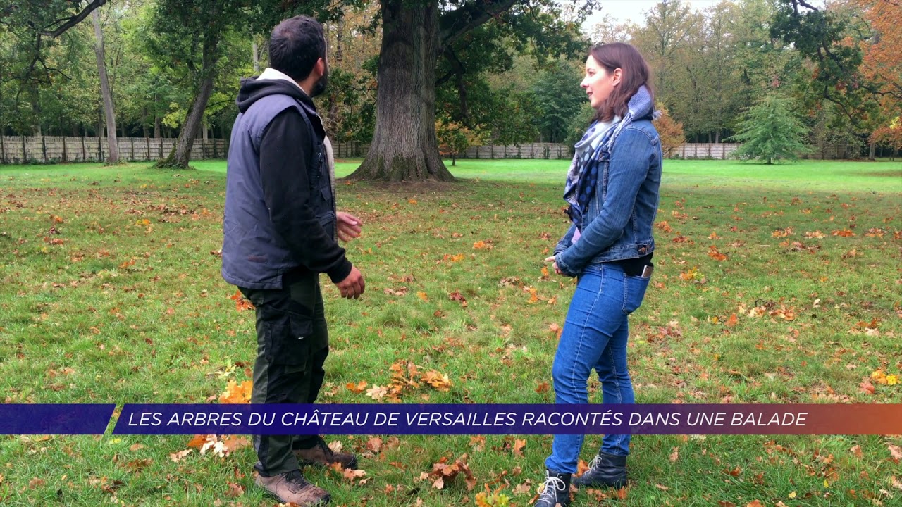 Yvelines | Les arbres du château de Versailles racontés dans une balade