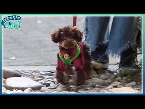Dear My Human 윤은혜, 기쁨이와 첫 산책 성공! 험난한 길도 괜찮아! 171122 EP.10