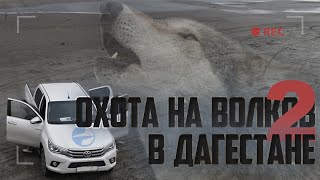 Охота на волков в Дагестане, часть вторая. Охота на волков в Дагестане, часть вторая.