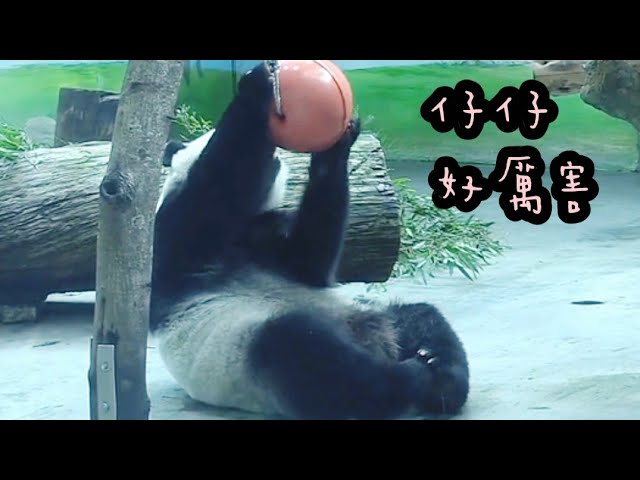 圓仔手腳併用玩球球，圓仔好厲害|熊貓貓熊The Giant Panda Yuan Yuan and Yuan Bao|台北市立動物園
