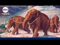 Early humans likely prompted the demise of woolly mammoths, other ancient species
