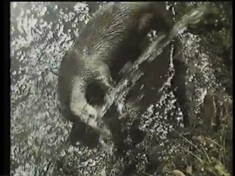 Tarka the Otter'