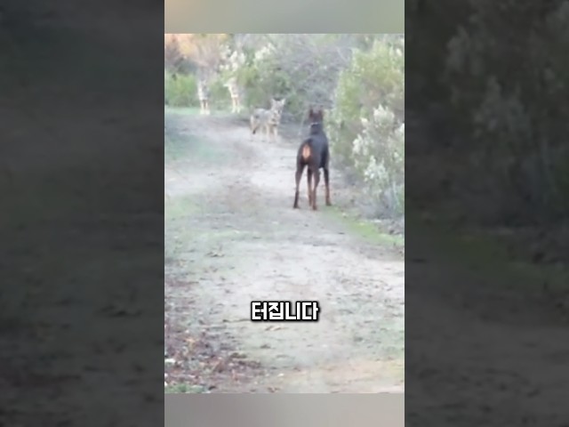 도베르만, 코요테 앞에 멈췄습니다