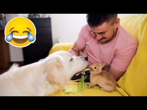 My Funny Dog Steals Cabbage From Cute Little Rabbit - Golden Retriever Reacts to How Rabbit Eats