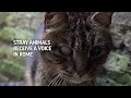Rome appoints an animal guarantor for first time  - 01:22 min - News - Video