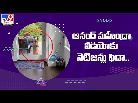 Viral: Anand Mahindra tweets video urging not to lose hope and never give up Viral: Anand Mahindra tweets video urging not to lose hope and never give up