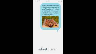 Ask.Vet – My Diabetic Cat is Hungry All The Time. What Can I Feed Him?
