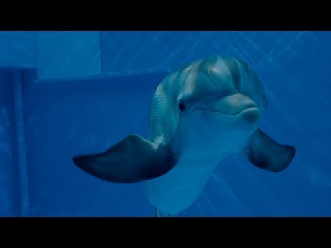 Dolphin Tale 2'