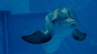 Dolphin Tale 2 - Official Main T