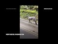 Watch four escaped zebras gallop in North Bend, Washington  - 00:24 min - News - Video