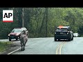 Watch four escaped zebras gallop in North Bend, Washington