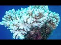 Coral bleaching found in deeper water, scientist says | REUTERS - 01:23 min - News - Video