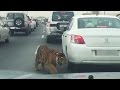 Viral Video : Tiger spotted dodging busy traffic on Doha road