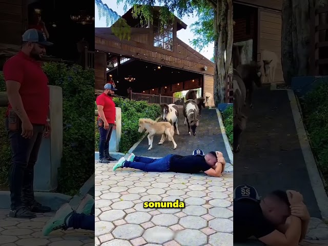 Bu Adam Atların Ne Kadar Zeki Olduğunu Test Etmek İstedi 😲