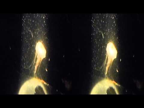 Jellyfish under spotlight (YT3D:Enable=True)