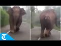 Viral video: Wild elephant chases forest vehicle in Nilgiris, Tamil Nadu
