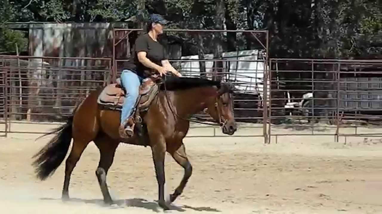 Zippos Mr Good Bar 2 yr old mare FOR SALE - YouTube