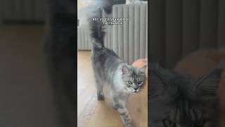 Вот так выглядят 47 САНТИМЕТРОВ #shorts #шортс