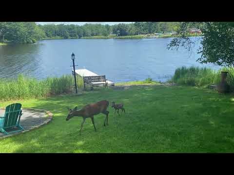 Property video