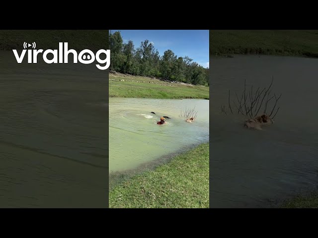 Hopeful Crossing of a Deep Puddle || ViralHog