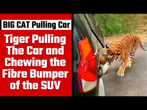 'Mahindra cars delicious' as tiger drags a SUV with tourists: Anand Mahindra