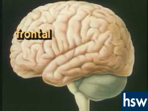 Central Nervous System ( Video ) | Biology | CK-12 Foundation