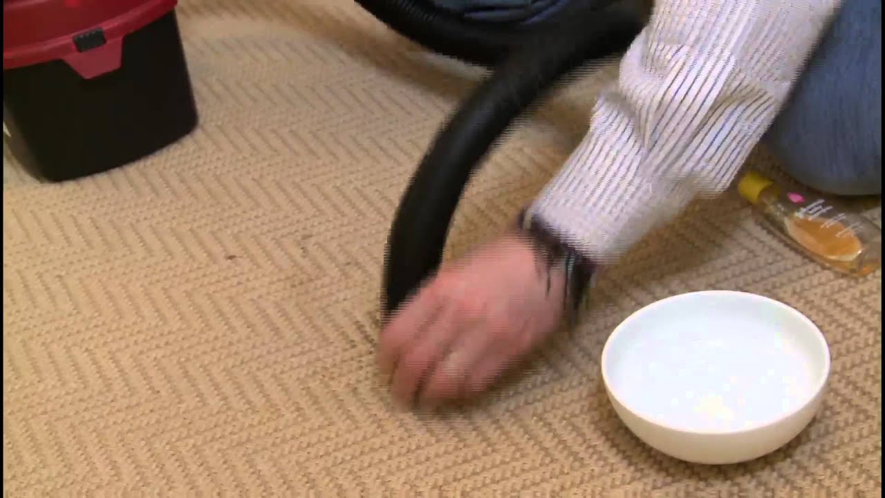 How To Remove Pet Urine From Carpet Tips From Dry Cleaning Expert 