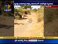 Viral Video: OMG!! Lioness gives way for biker in Gujarat