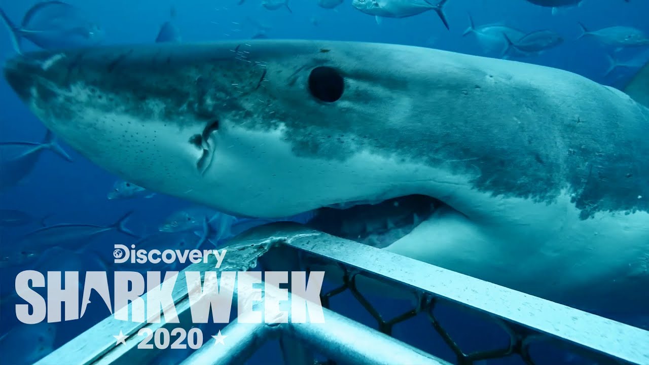Great Whites Surround Shark Cage! | Shark Week