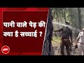 Tree Viral Video: Andhra Pradesh के Forest में Tree से निकला Water, Viral Video का पूरा सच | NDTV