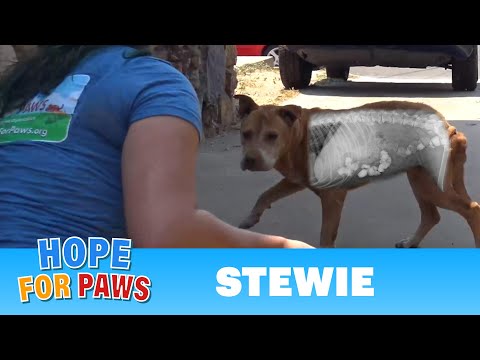 Homeless dog was so hungry he ate rocks! Thanks to your support, we saved his life!