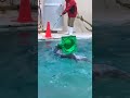Watch: Sea otter helping people to clean pool, wins netizens hearts