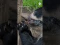 Andean bears enjoy honeycomb at San Diego Zoo  - 00:59 min - News - Video