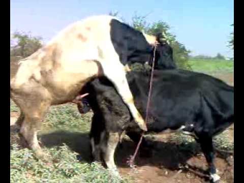 porno sex animale porno sex animale