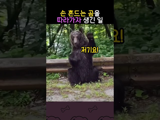 손 흔드는 곰을 따라가면 생기는 일 #곰 #동물