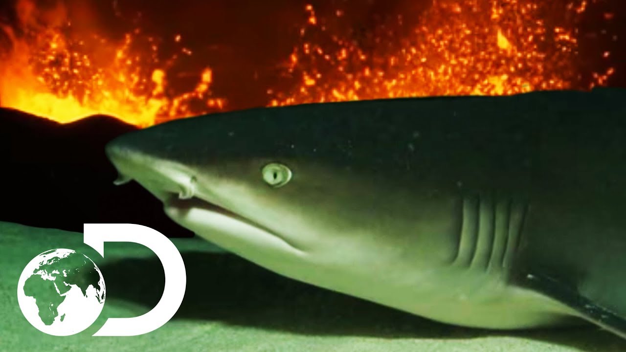 Devil Sharks | Sharks Are Attracted To Active Volcanos!