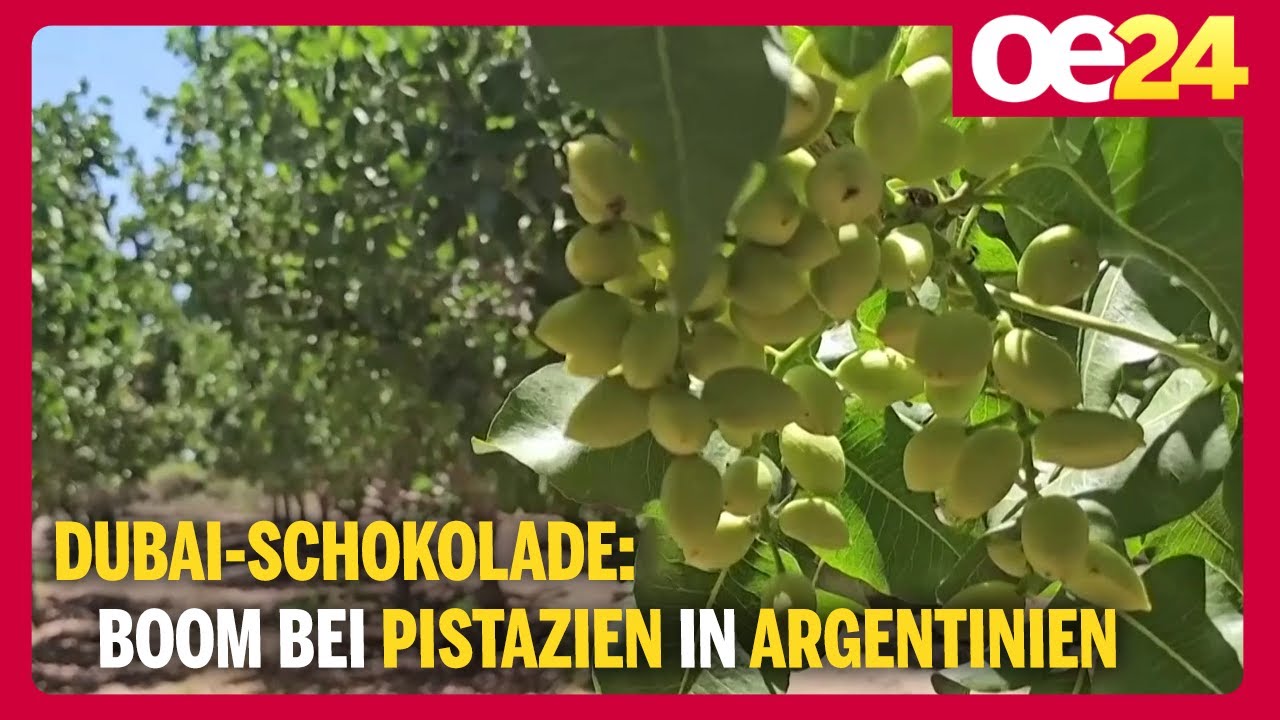 Dubai-Schokolade: BOOM bei Pistazien in Argentinien