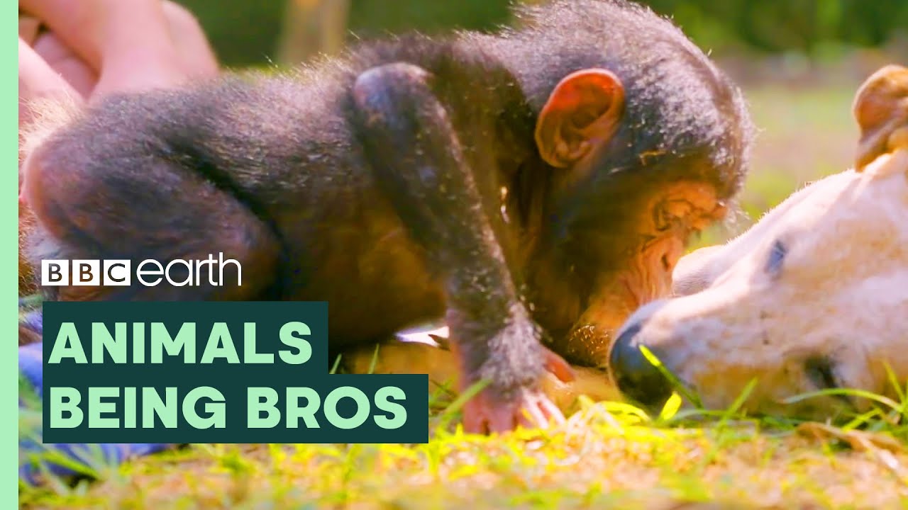 Animals Being Bros | BBC Earth