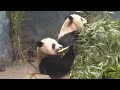 DC pandas caught in political net