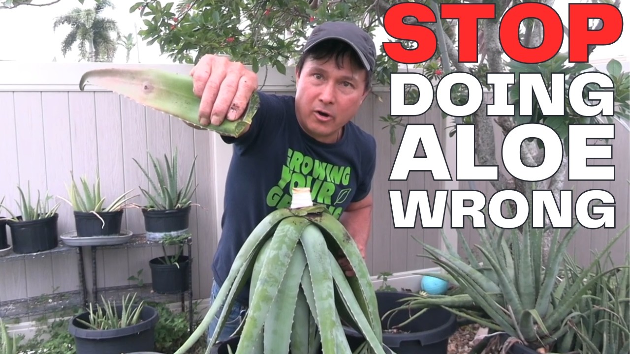 How to Easily Harvest, Prepare & Eat Aloe Vera the Right Way